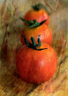 Fresh ripe ready to eat Cherry Tomato bursting with fla ...