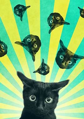 Cat Explosion
