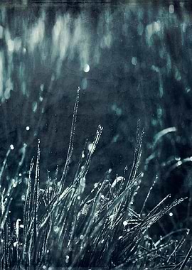 Morning dew on leaves of grass - texturized photograph