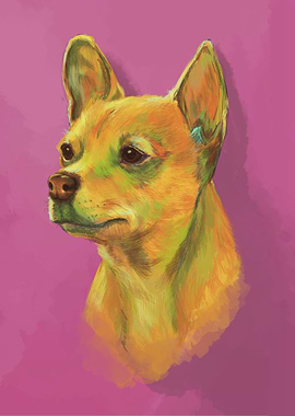 Carlos the chihuahua