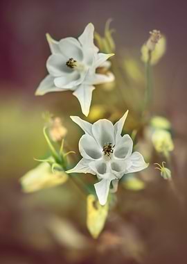 White columbine flowers