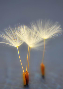 dancing dandelions
