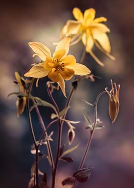 Yellow Columbine Flowers