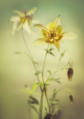 Fresh Yellow Columbine Flowers