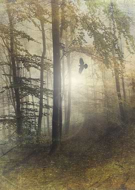 tale from the past - moody forest scenery