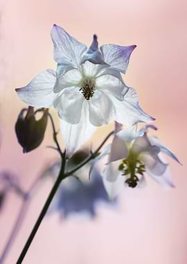 White columbine flowers