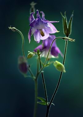 Dark violet Columbines Flowers