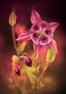 Dark pink columbine flowers