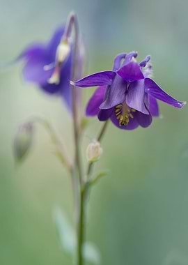 Dark violet columbine flowers