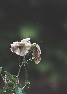 Dying Flower in the rain