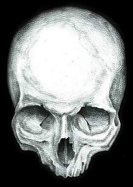 Skull study No.4