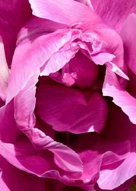 Tulip, No More No Less. A macro shot taken ever so clev ...