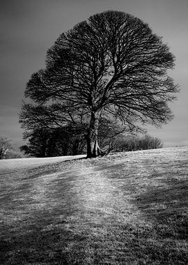 Tree Shaped by the Wind. A lone tree guards a Mendip Hi ...