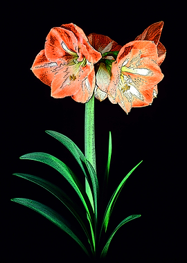 Amaryllis Amore. What's not to like in these giant bulb ...