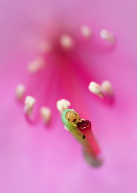 Small green catterpllar