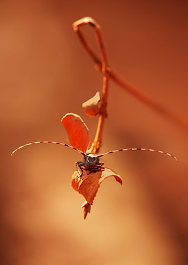 Autumn impression with a funny bug