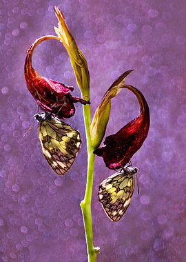Two butterflies on the red dried flowers