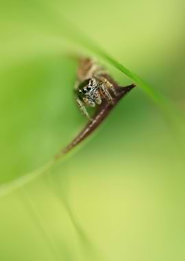 Small cute hunter in green