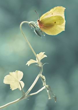 Yellow butterfly on a fresh flower