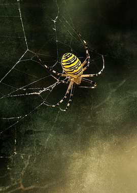 The hunter in yellow and black