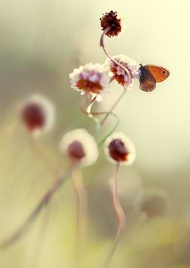 Pastel impression with pink flowers and small butterfly ...