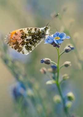 Small butterfly on forget-me-not flower