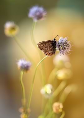 Composition with small brown butterfly
