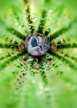 When the snail falls asleep