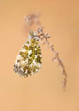 White and green butterfly on the small branch