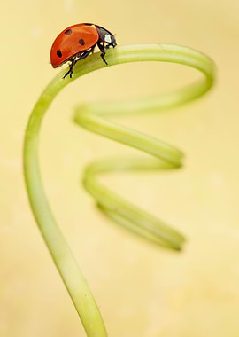 Red Ladybug