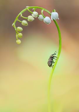 Lillies of the valley