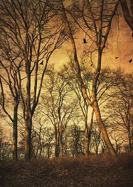 Beech tree forest in morning light -texturized photogra ...