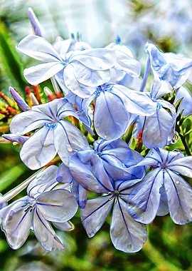 First Rain Blue plumbago or Plumbago auriculata is an e ...