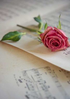 A pink rose on a sheet music.