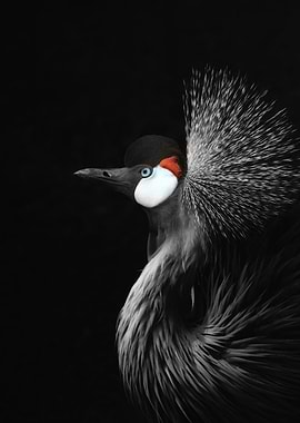 CROWNED CRANE