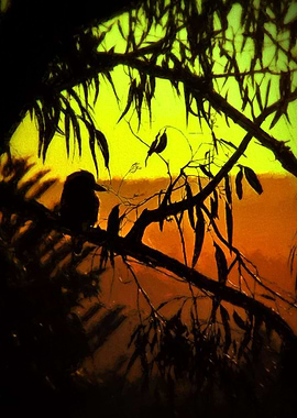 Kookaburra bird sitting on the gum tree branch, watchin ...