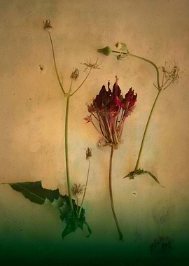 Vintage color photograph