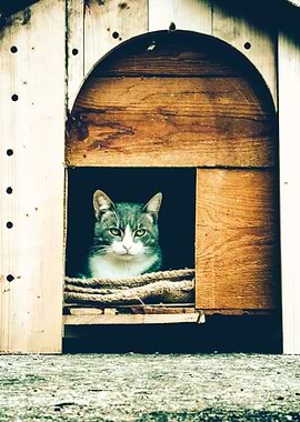 Cat's house
