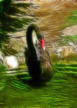 A black swan in a pond