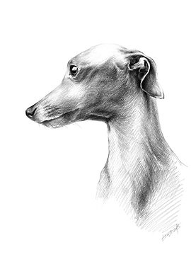 Italian greyhound Portrait