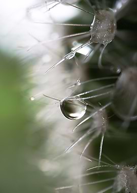 Cacti Droplet Macro