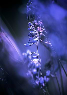 Title: Red Spangles no3C-Blue. Photography of Red Spang ...