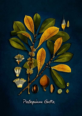 Palaquium gutta tree