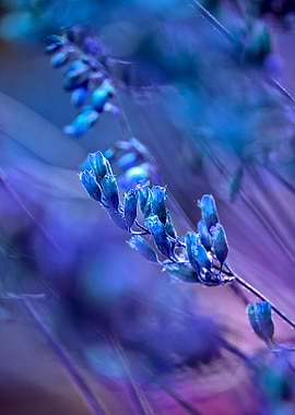 Title: BLUE SPANGLES no1C.Mixed Media: Photography of r ...