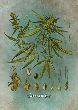 Cannabis