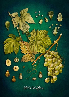 Vitis vinifera