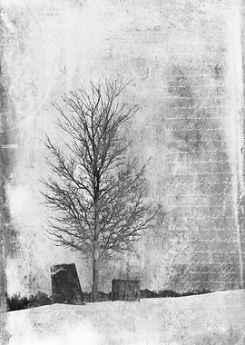 Lone Tree and Cemetery Headstones in Winter