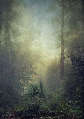 Misty fall morning in a small forest valley