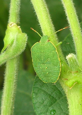 Fifty shades of green.