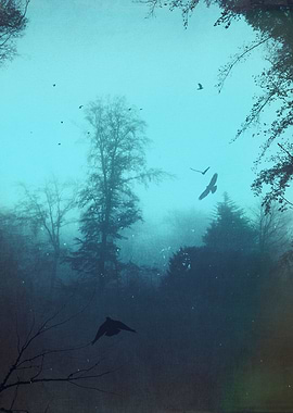 moody blues - forest on a misty morning with birds
